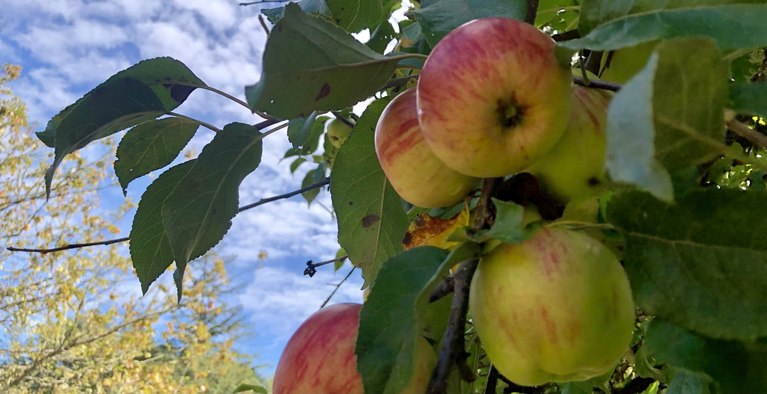 A four ripe apples on the end of a leafy branch, with blue sky in the background